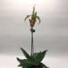 Paphiopedilum bungebelangi (3)-3